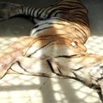 राष्ट्रिय निकुञ्जमा पाटे बाघको मृत्यु